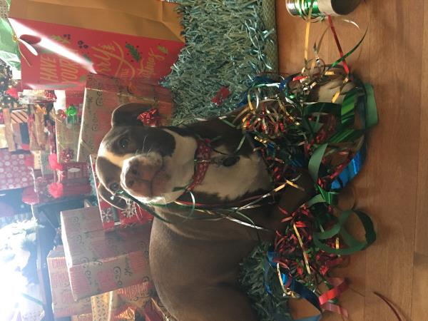 /Images/uploads/Louies Legacy Animal Rescue/cutest-rescue-pet-2023/entries/28108thumb.jpg